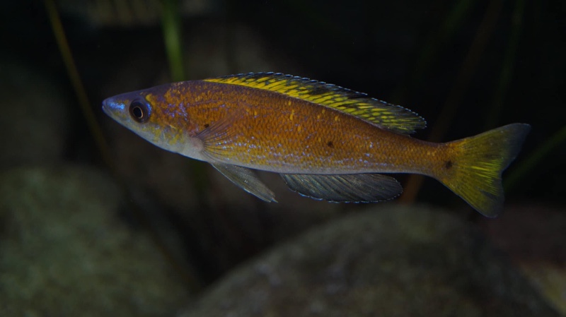 Cyprichromis microlepidotus 'Kiriza'
